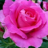 Роза чайно-гибридная Лили Марлен