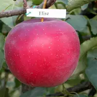 Яблука Еліза