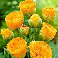 Тюльпан Махровый + Многоцветковый Double Beauty of Apeldoorn 1 шт.