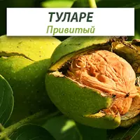 Привитые саженцы грецкого ореха Tulare (Туларе)